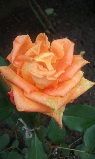 006 - Flori 2016