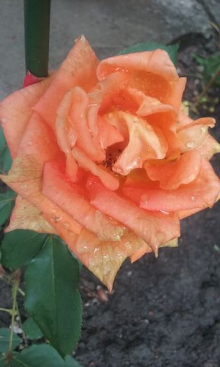 008 - Flori 2016
