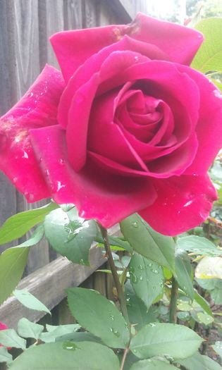 005 - Flori 2016
