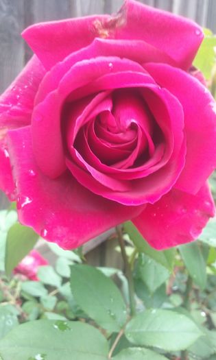004 - Flori 2016