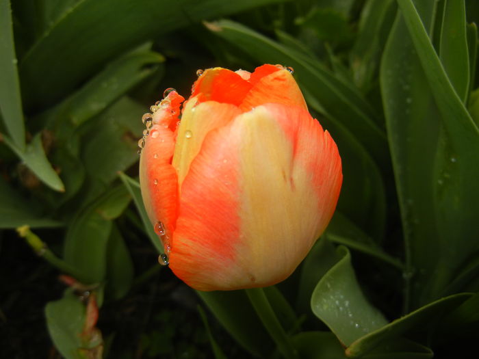 Bright Orange tulip (2016, April 08) - Bright Orange Tulip