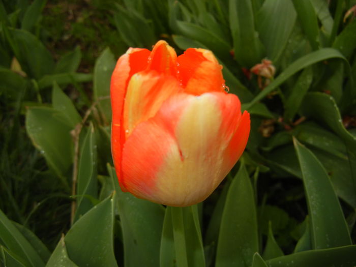 Bright Orange tulip (2016, April 08)