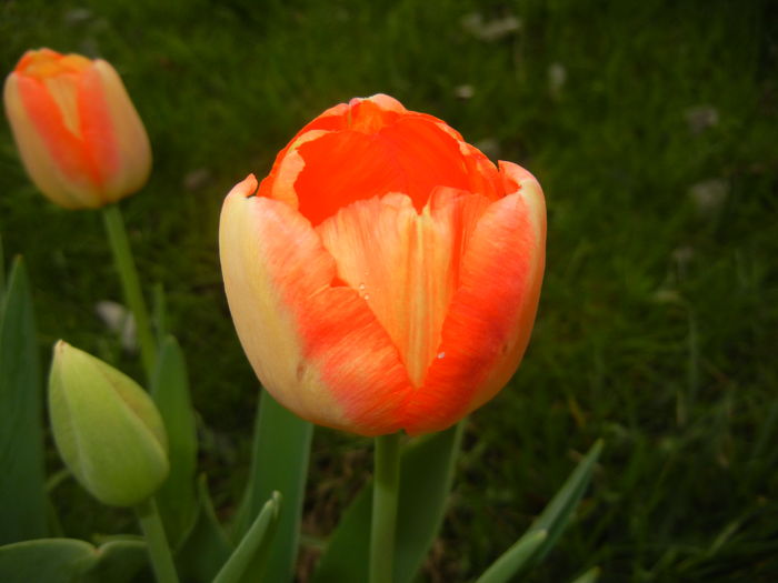 Bright Orange tulip (2016, April 08)