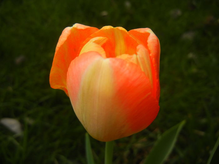 Bright Orange tulip (2016, April 08) - Bright Orange Tulip