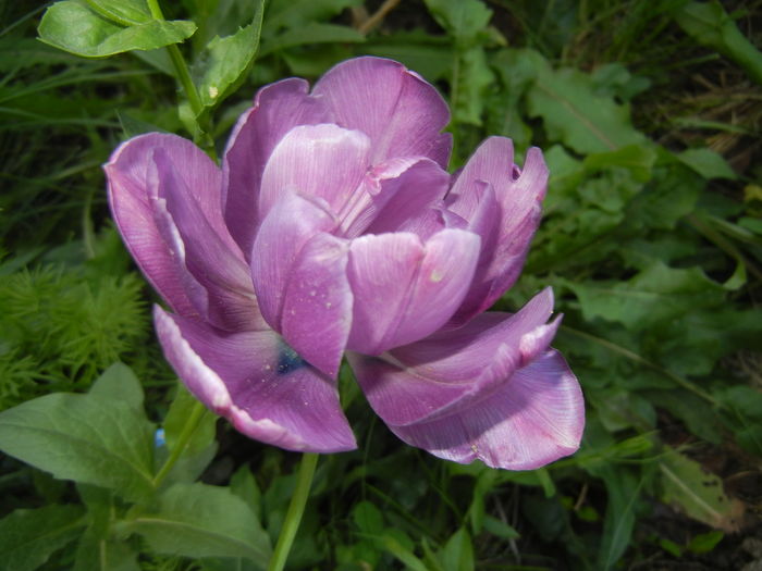 Tulipa Blue Diamond (2016, April 17) - Tulipa Blue Diamond