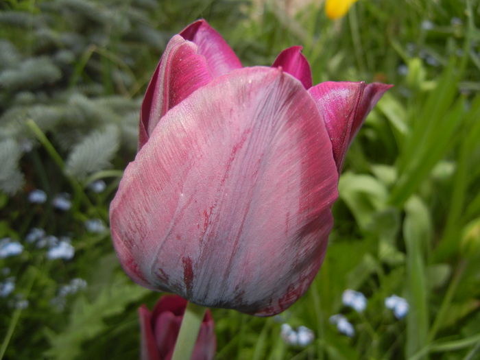 Tulipa Negrita (2016, April 14)