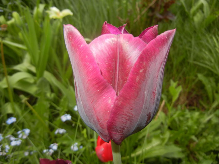 Tulipa Negrita (2016, April 14) - Tulipa Negrita