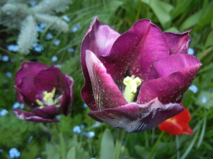 Tulipa Negrita (2016, April 17) - Tulipa Negrita