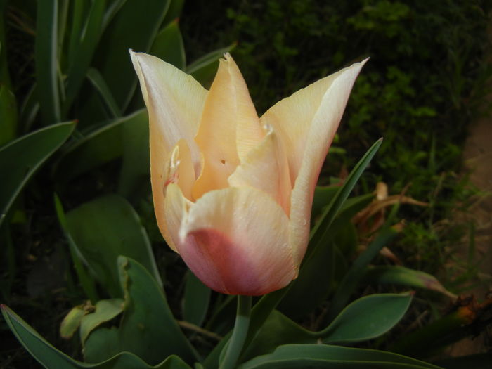 Tulipa Blushing Lady (2016, April 14) - Tulipa Blushing Lady