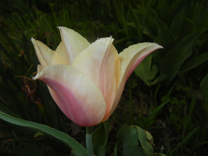 Tulipa Blushing Lady (2016, April 14)