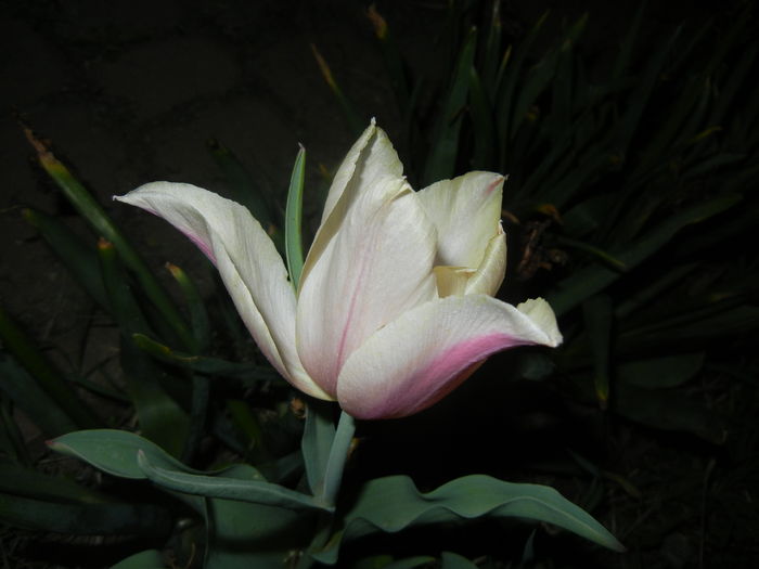 Tulipa Blushing Lady (2016, April 15)