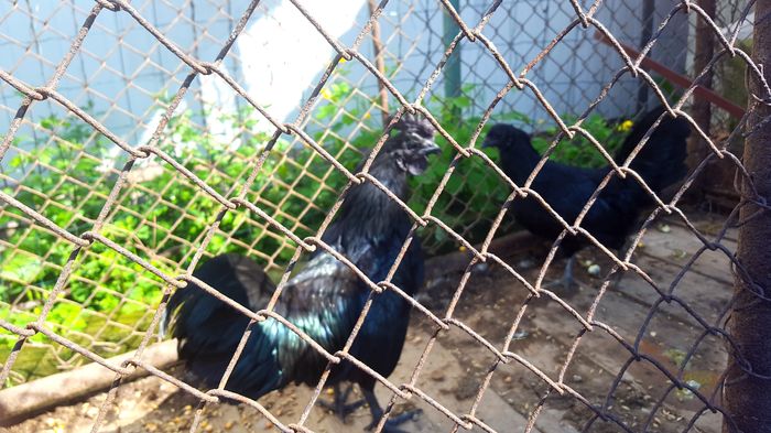 20160509_101528 - Ayam cemani