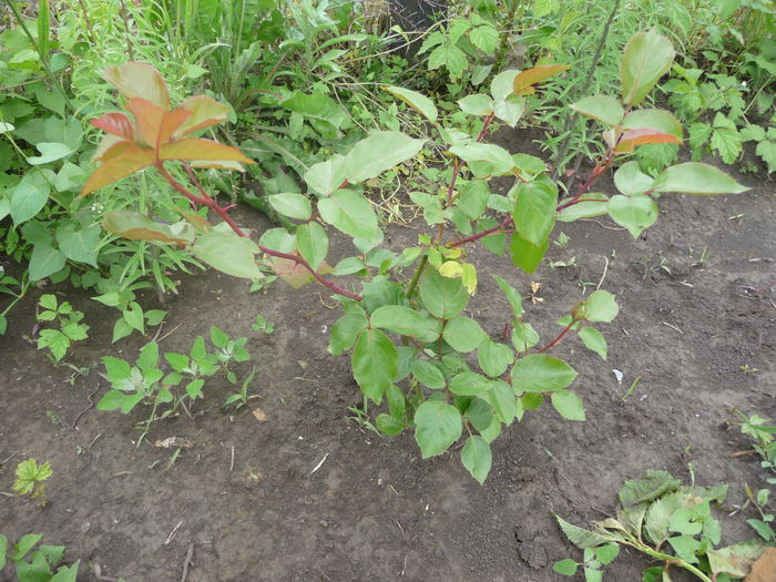 trandafir de la scumpa mea prietena liliakia