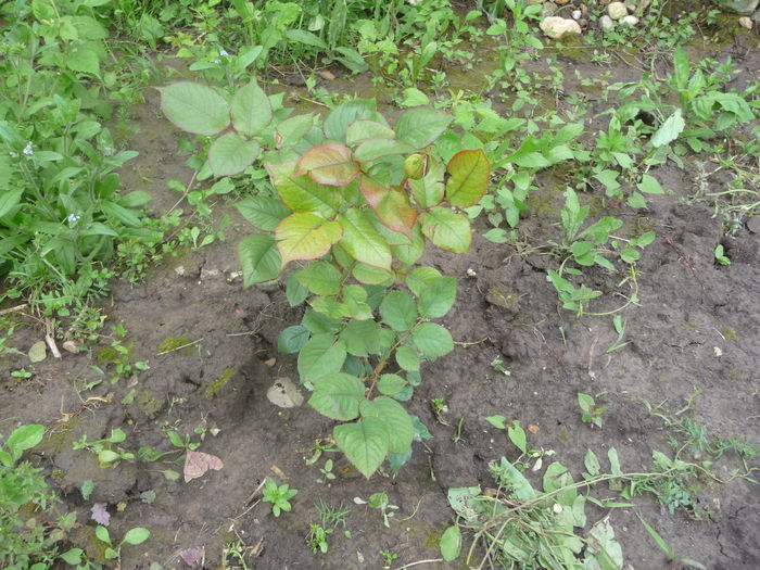 tot de la helen nr 71