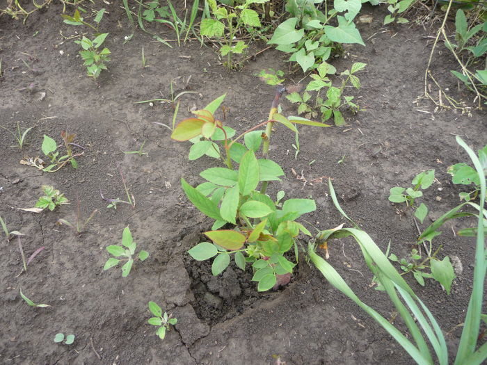 alt trandafir prin sub sticla