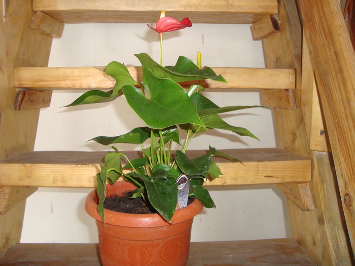 anthurium; noua mea achizitie,anthuriumul
