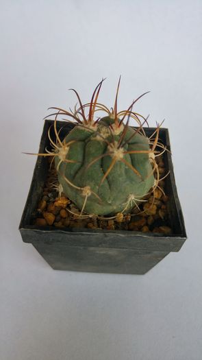 gymnocalycium