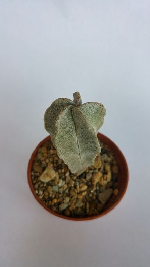 astrophytum myriostigma columnare