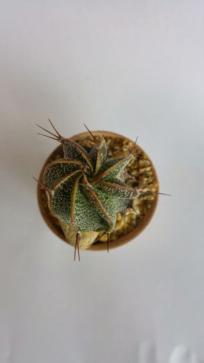 Astrophytum ornatum