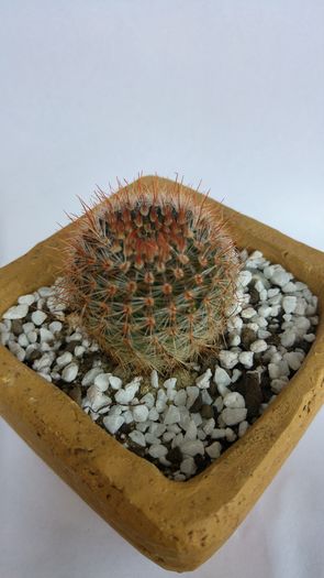 Notocactus schlosseri
