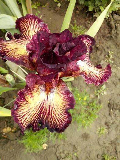 13131718_944032952409866_8430382347155245764_o