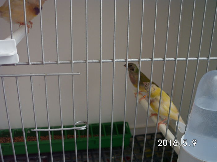 achititii noi -monor 2016