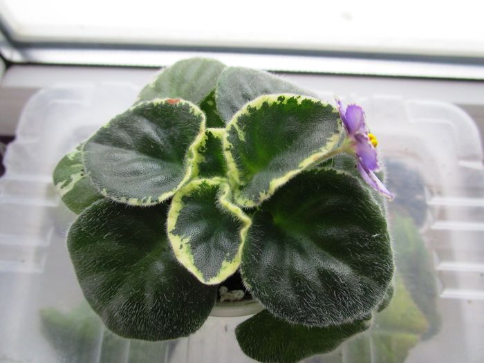 Ma-s Butterfy Garden (9-05-2016)