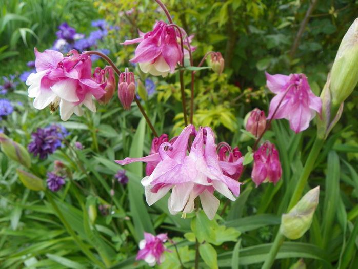 9 mai (11) - Aquilegia 2016