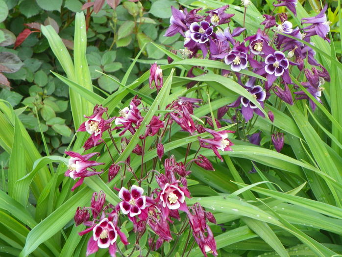 seria Winky - Aquilegia 2016