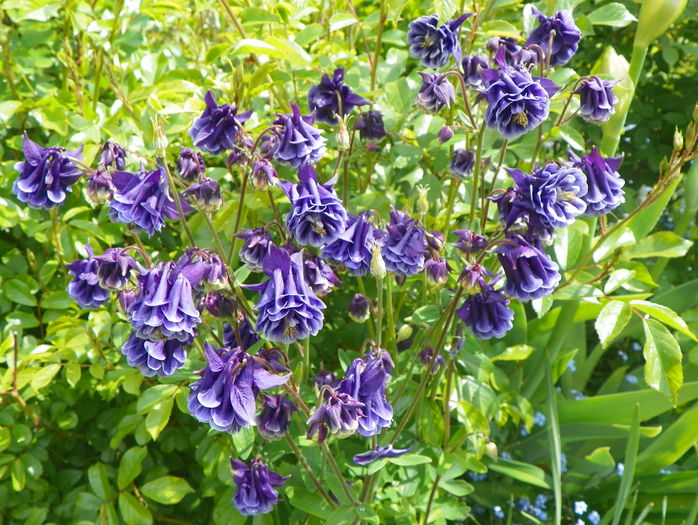 William Guiness double