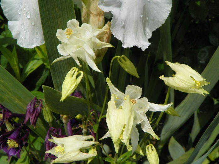 9 mai (48) - Aquilegia 2016