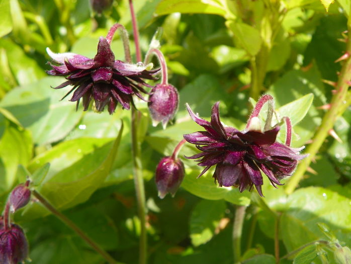 Black Barlow - Aquilegia 2016