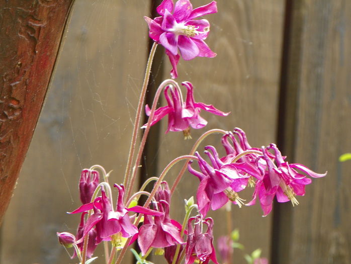 9 mai (55) - Aquilegia 2016