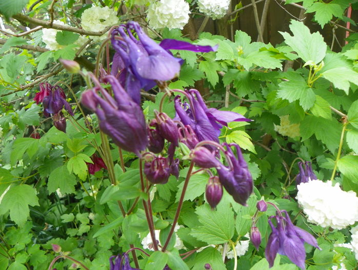 9 mai (56) - Aquilegia 2016