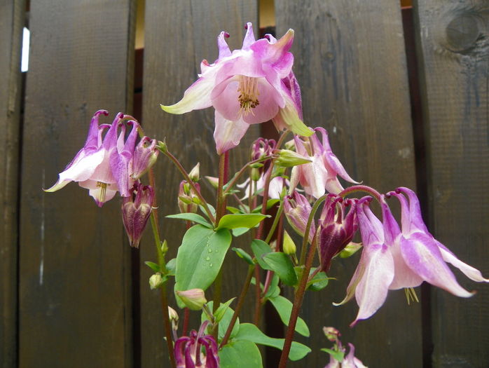 9 mai (60) - Aquilegia 2016