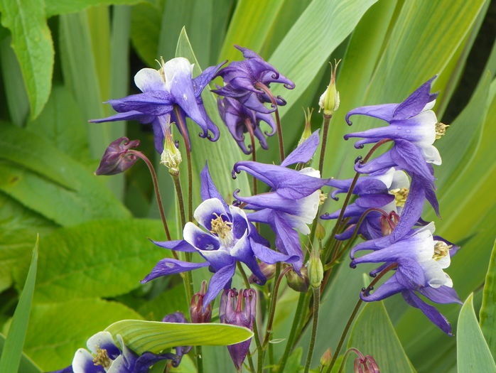 Winky Blue and White - Aquilegia 2016