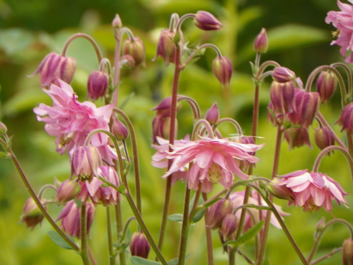 Nora Barlow - Aquilegia 2016