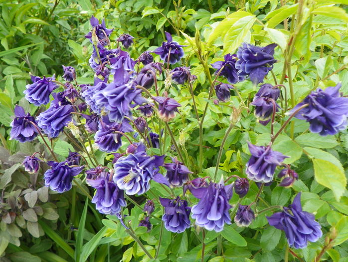 William Guiness double - Aquilegia 2016