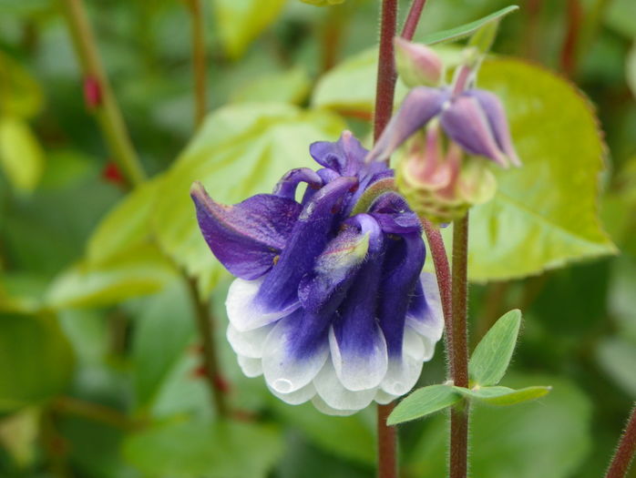 9 mai (76) - Aquilegia 2016