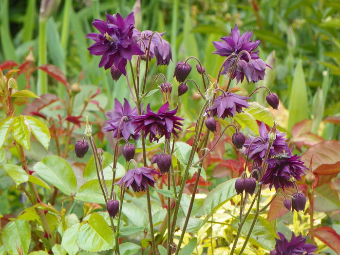 Black Barlow - Aquilegia 2016