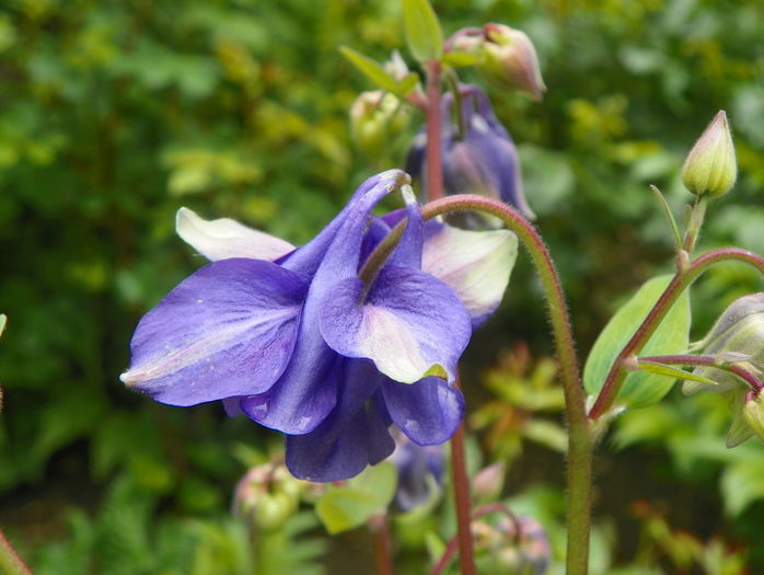 9 mai (92) - Aquilegia 2016