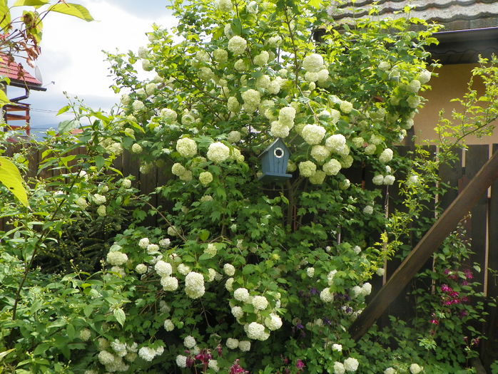 viburnum opulus roseum