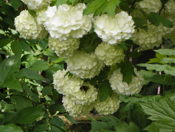 viburnum opulus roseum