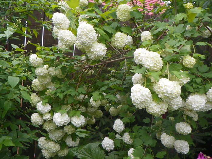 viburnum opulus roseum