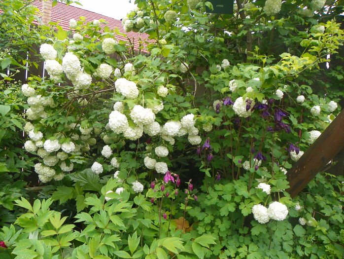 viburnum opulus roseum