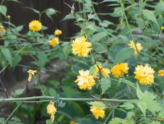kerria japonica