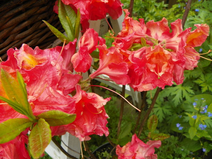 azalea Juanita