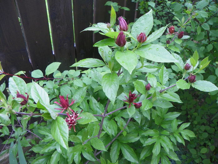 calycanthus floridus