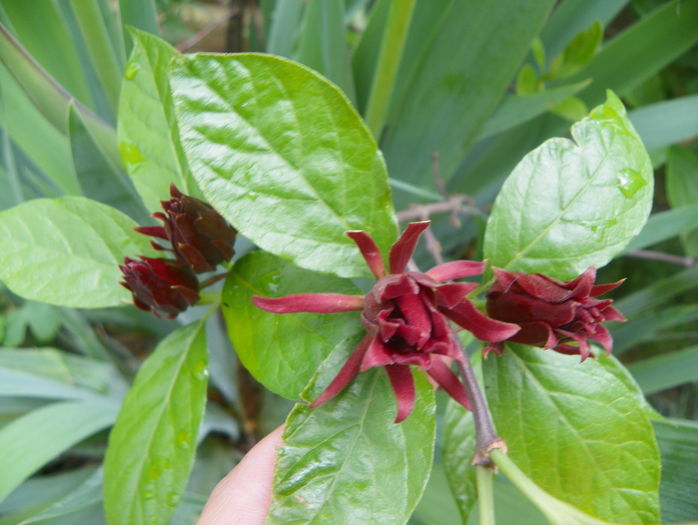 calycanthus floridus