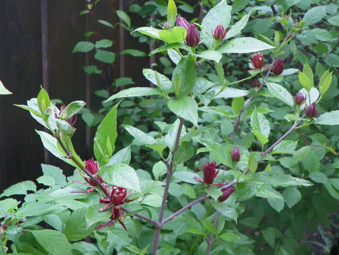 calycanthus floridus